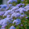 Blue Mist Flower Seeds - Eupatorium coelestinum - 200 Count - Fragrant Native Wildflower for Pollinators - Image 1