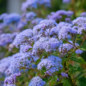 Blue Mist Flower Seeds - Eupatorium coelestinum - 200 Count - Fragrant Native Wildflower for Pollinators - Image 1