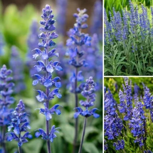 Blue Sage Seeds – Salvia farinacea – Vibrant Blue-Purple Blooms – 100 Seeds – Pollinator Friendly - Image 2