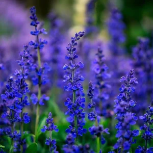 Blue Sage Seeds – Salvia farinacea – Vibrant Blue-Purple Blooms – 100 Seeds – Pollinator Friendly - Image 3