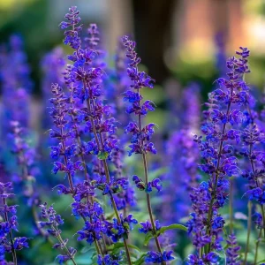 Blue Sage Seeds – Salvia farinacea – Vibrant Blue-Purple Blooms – 100 Seeds – Pollinator Friendly - Image 4