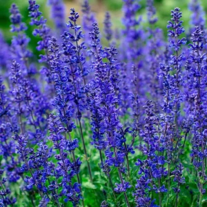 Blue Sage Seeds – Salvia farinacea – Vibrant Blue-Purple Blooms – 100 Seeds – Pollinator Friendly - Image 5