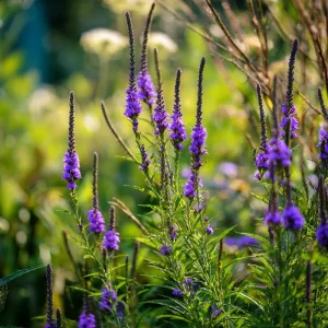 Blue Vervain Seeds - 200 Count, Perennial, Vibrant Blue-Purple Blooms, Pollinator Friendly - Image 4
