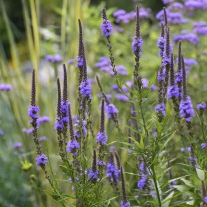 Blue Vervain Seeds - 200 Count, Perennial, Vibrant Blue-Purple Blooms, Pollinator Friendly - Image 5