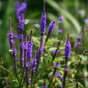 Blue Vervain Seeds - 200 Count, Perennial, Vibrant Blue-Purple Blooms, Pollinator Friendly - Image 7