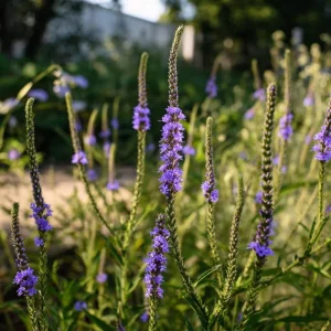 Blue Vervain Seeds - 200 Count, Perennial, Vibrant Blue-Purple Blooms, Pollinator Friendly - Image 1