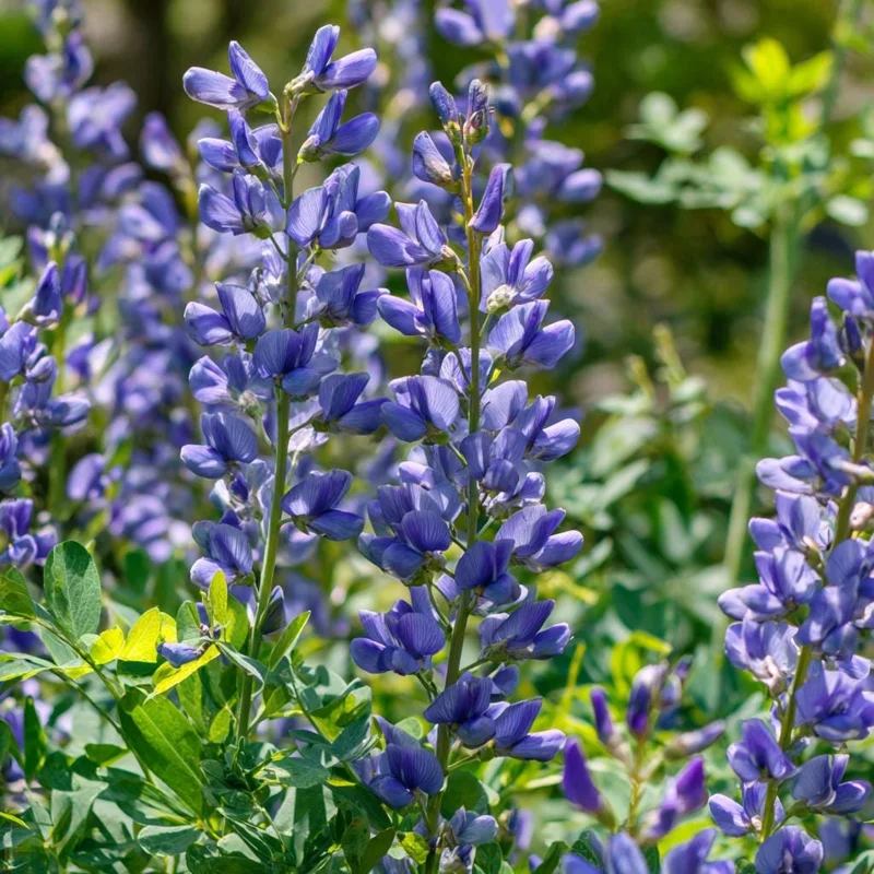 Blue Wild Indigo Seeds (Baptisia australis) - 50 Seeds, Hardy Perennial, Pollinator-Friendly Blooms, Outdoor - Image 2