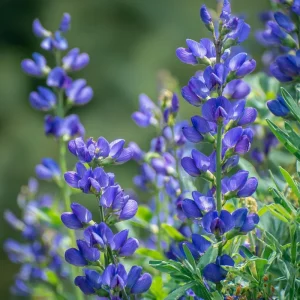 Blue Wild Indigo Seeds (Baptisia australis) - 50 Seeds, Hardy Perennial, Pollinator-Friendly Blooms, Outdoor - Image 3