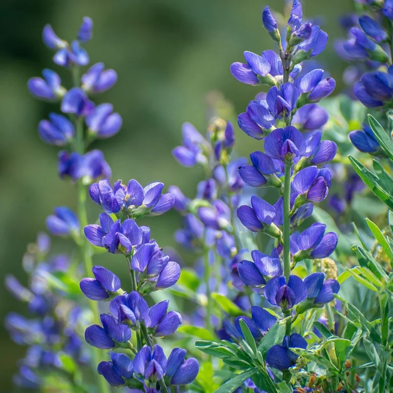 Blue Wild Indigo Seeds (Baptisia australis) - 50 Seeds, Hardy Perennial, Pollinator-Friendly Blooms, Outdoor - Image 3