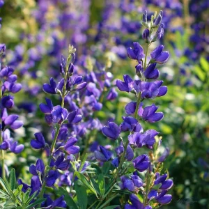 Blue Wild Indigo Seeds (Baptisia australis) - 50 Seeds, Hardy Perennial, Pollinator-Friendly Blooms, Outdoor - Image 4