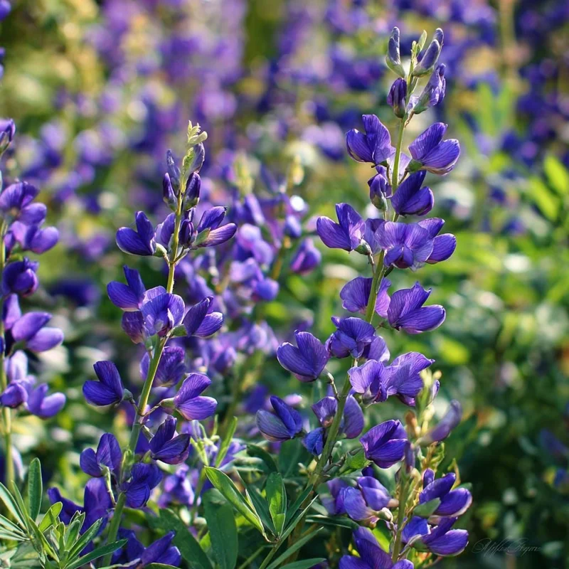 Blue Wild Indigo Seeds (Baptisia australis) - 50 Seeds, Hardy Perennial, Pollinator-Friendly Blooms, Outdoor - Image 4