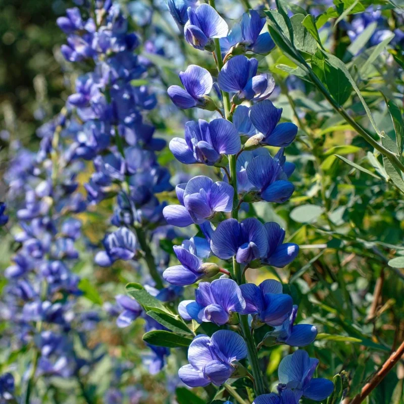 Blue Wild Indigo Seeds (Baptisia australis) - 50 Seeds, Hardy Perennial, Pollinator-Friendly Blooms, Outdoor - Image 1