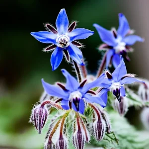 Borage Heirloom Seeds - 100 Count - Edible Herb, Pollinator Friendly - Image 2
