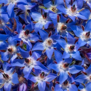 Borage Heirloom Seeds - 100 Count - Edible Herb, Pollinator Friendly - Image 3