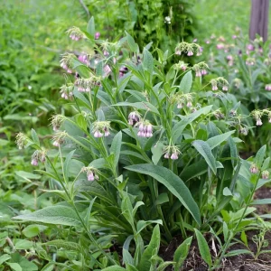 Borage Heirloom Seeds - 100 Count - Edible Herb, Pollinator Friendly - Image 4