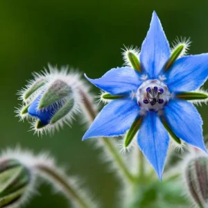 Borage Heirloom Seeds - 100 Count - Edible Herb, Pollinator Friendly - Image 1