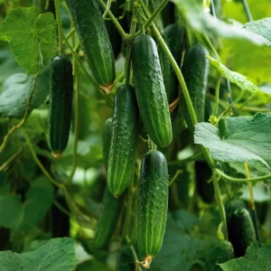 Boston Pickling Cucumber Seeds - Heirloom Variety, 50 Seeds for Pickling & Gardens - Image 3