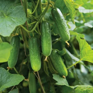 Boston Pickling Cucumber Seeds - Heirloom Variety, 50 Seeds for Pickling & Gardens - Image 4