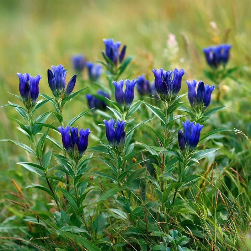 Bottle Gentian Seeds - Gentiana Andrewsii - 100 Deep Blue Perennial Flower Seeds - Image 3