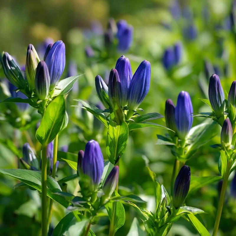 Bottle Gentian Seeds - Gentiana Andrewsii - 100 Deep Blue Perennial Flower Seeds - Image 1