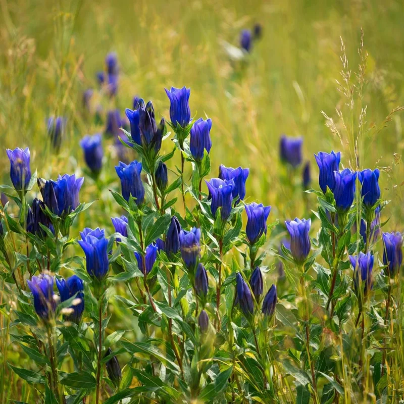 Bottle Gentian Seeds - Gentiana Andrewsii - 100 Deep Blue Perennial Flower Seeds - Image 4