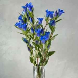 Bottle Gentian Seeds - Gentiana Andrewsii - 100 Deep Blue Perennial Flower Seeds - Image 5