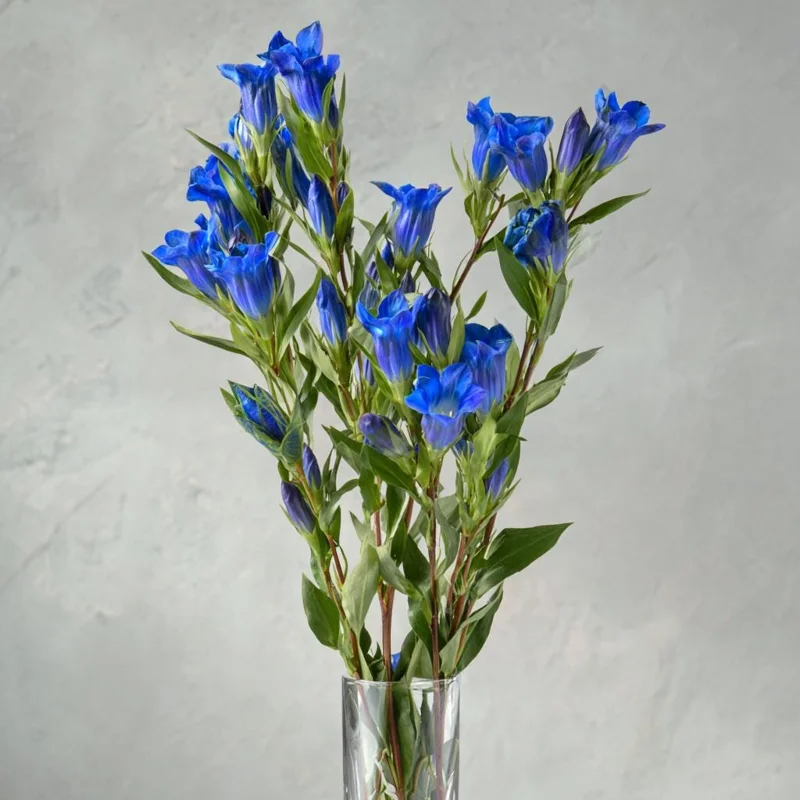 Bottle Gentian Seeds - Gentiana Andrewsii - 100 Deep Blue Perennial Flower Seeds - Image 5