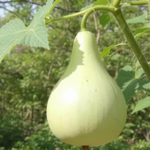 Bottle Gourd Seeds - 20 Heirloom Calabash Seeds for Birdhouses & Crafts - Image 3