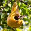 Bottle Gourd Seeds - 20 Heirloom Calabash Seeds for Birdhouses & Crafts - Image 1