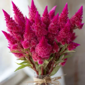 Bright Pink Celosia Seeds - 20 Count, Feathery Blooms, Outdoor Annual - Image 2