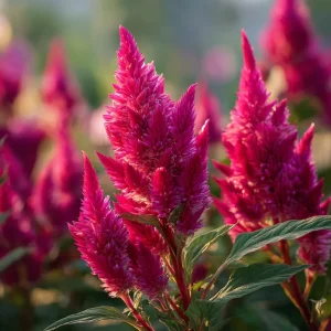Bright Pink Celosia Seeds - 20 Count, Feathery Blooms, Outdoor Annual - Image 4
