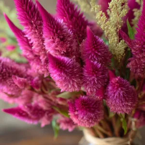 Bright Pink Celosia Seeds - 20 Count, Feathery Blooms, Outdoor Annual - Image 1