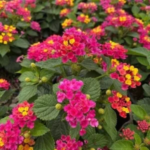 Bright Pink Lantana Live Plants - 2 Per Pot, 4 Inch Tall, 4 Inch Pot, Outdoor Perennial - Image 2