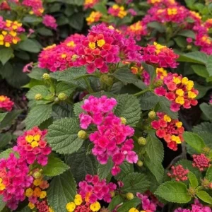 Bright Pink Lantana Live Plants - 2 Per Pot, 4 Inch Tall, 4 Inch Pot, Outdoor Perennial - Image 3