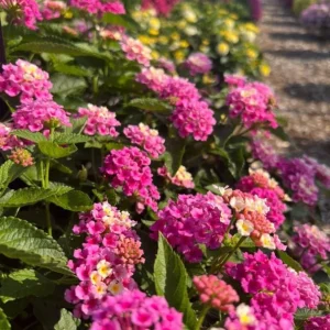 Bright Pink Lantana Live Plants - 2 Per Pot, 4 Inch Tall, 4 Inch Pot, Outdoor Perennial - Image 4