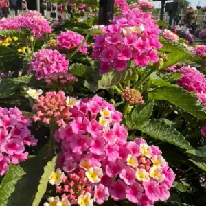 Bright Pink Lantana Live Plants - 2 Per Pot, 4 Inch Tall, 4 Inch Pot, Outdoor Perennial - Image 5