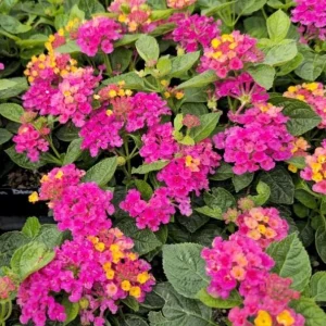 Bright Pink Lantana Live Plants - 2 Per Pot, 4 Inch Tall, 4 Inch Pot, Outdoor Perennial - Image 6