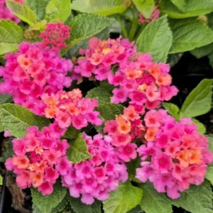 Bright Pink Lantana Live Plants - 2 Per Pot, 4 Inch Tall, 4 Inch Pot, Outdoor Perennial - Image 1