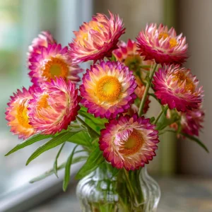 Bright Rose Strawflower Seeds - 50 Count Pink Everlasting Flower Annual - Image 2