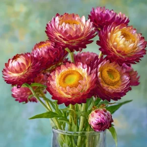 Bright Rose Strawflower Seeds - 50 Count Pink Everlasting Flower Annual - Image 3