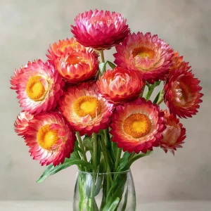 Bright Rose Strawflower Seeds - 50 Count Pink Everlasting Flower Annual - Image 4
