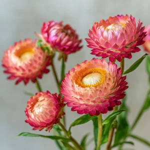 Bright Rose Strawflower Seeds - 50 Count Pink Everlasting Flower Annual - Image 5