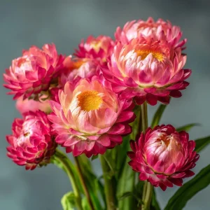 Bright Rose Strawflower Seeds - 50 Count Pink Everlasting Flower Annual - Image 6