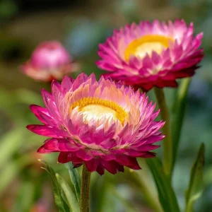 Bright Rose Strawflower Seeds - 50 Count Pink Everlasting Flower Annual - Image 7