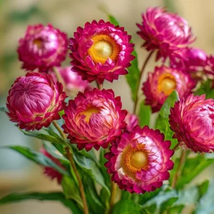 Bright Rose Strawflower Seeds - 50 Count Pink Everlasting Flower Annual - Image 1