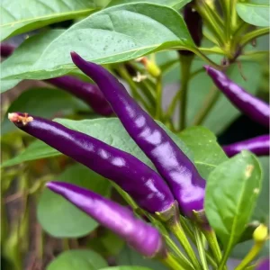 Buena Mulata Pepper Seeds - Hot Heirloom Purple-to-Red Chili, 10 Count - Image 2