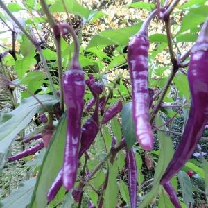 Buena Mulata Pepper Seeds - Hot Heirloom Purple-to-Red Chili, 10 Count - Image 4