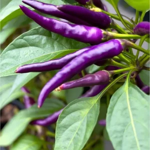 Buena Mulata Pepper Seeds - Hot Heirloom Purple-to-Red Chili, 10 Count - Image 1