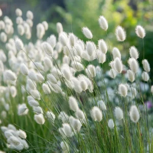 Bunny Tails Grass Seeds - Heirloom Ornamental Ornamental Grass, 50 Seeds, Outdoor - Image 2