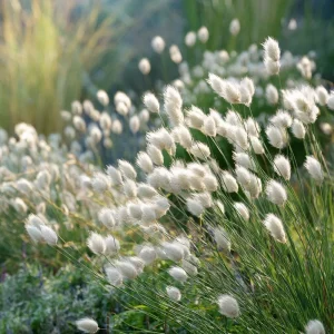 Bunny Tails Grass Seeds - Heirloom Ornamental Ornamental Grass, 50 Seeds, Outdoor - Image 3